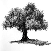 איך לצייר עצים