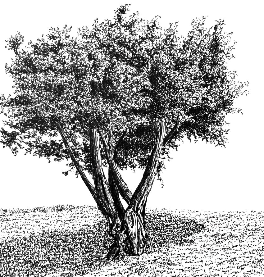 רישום בעט של עץ זית