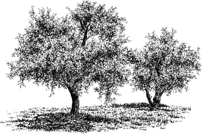 רישום בעט של שני עצים של זית