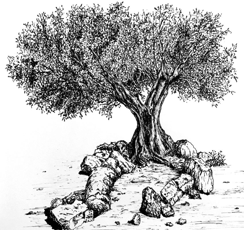 רישום בעט של עץ זית