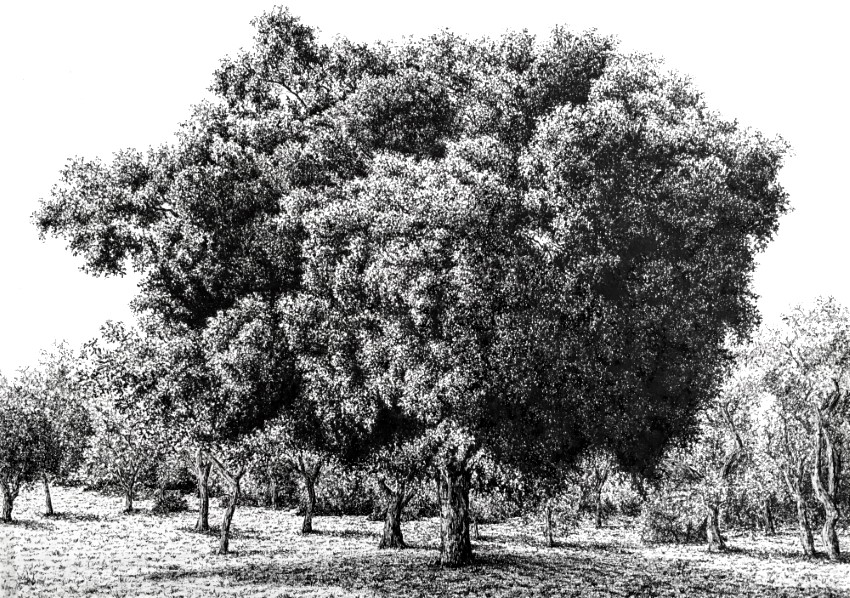 ציור עץ פיקוס ורקע בעזרת עט