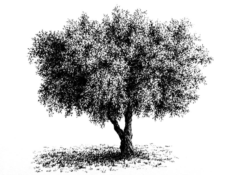 רישום ריאליסטי בעט של עץ זית